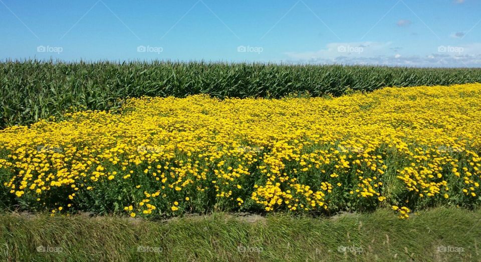 Yellow blooming field