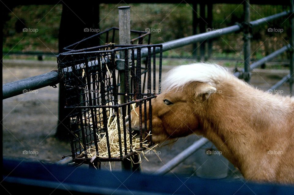 Shetland pony eats hay from wire cage 