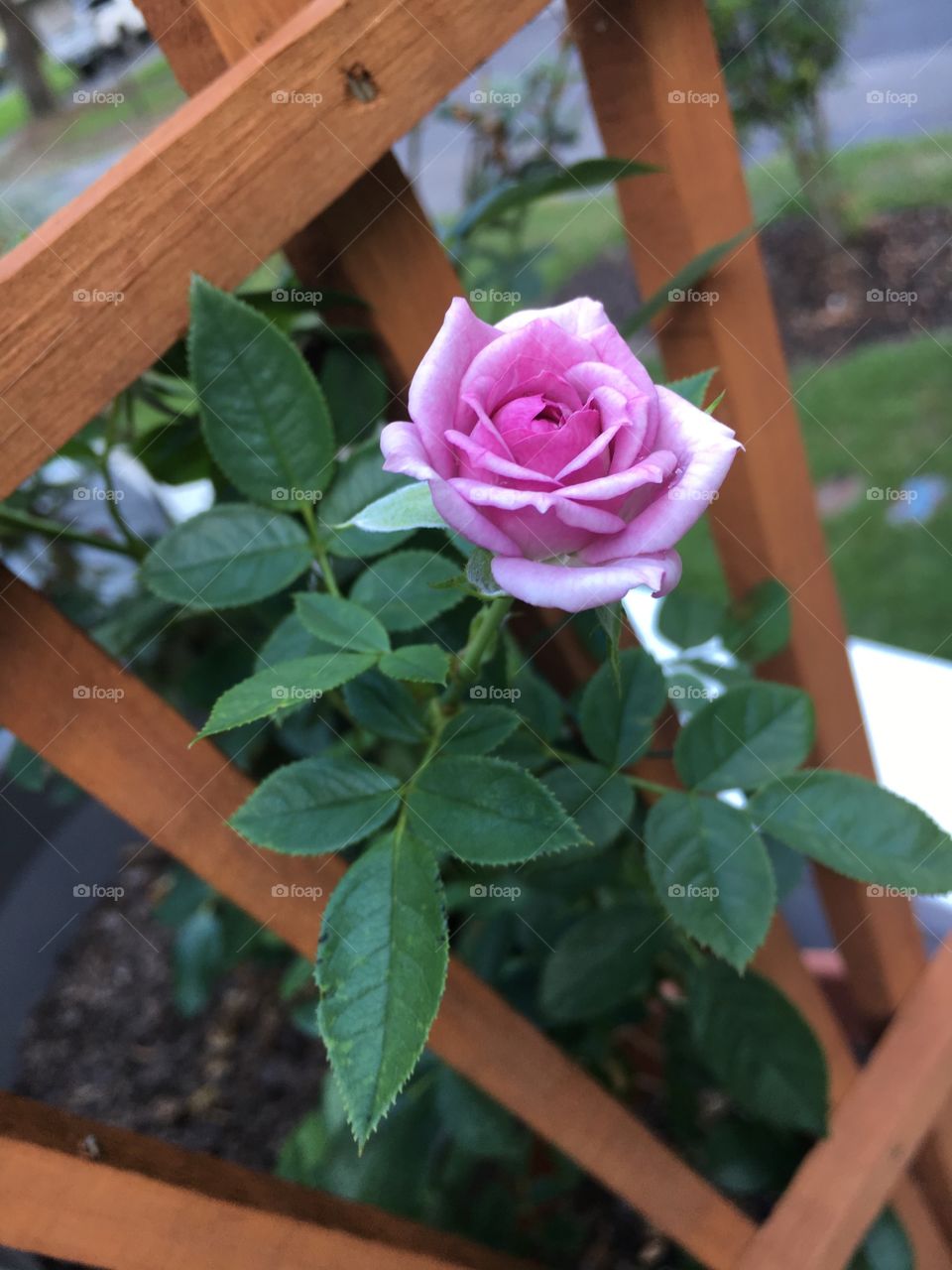 Lavender Rose 