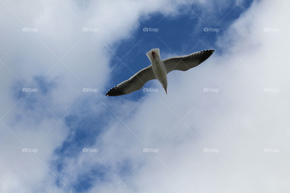 San Francisco Bay bird