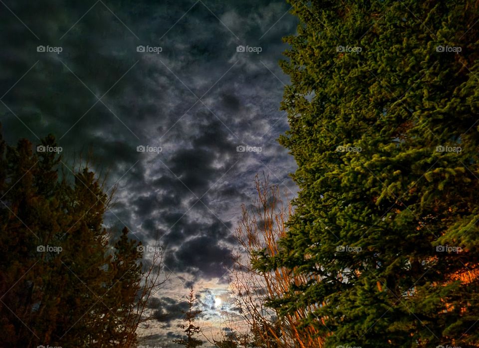 Moonlight Moonbright