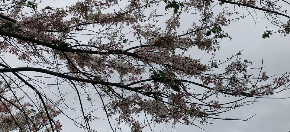 Cassia barkeriana Linn, Chenggong Township, Taitung County