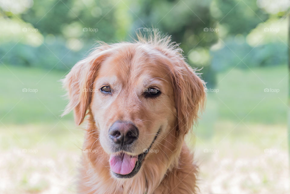 Close-up of a golden retriever