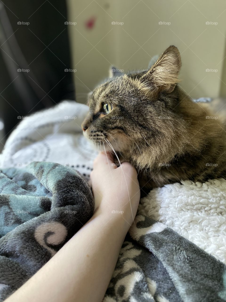 Another fluffy cat enjoying some loving pets! Warm and cozy in some blankets, in some natural lighting!