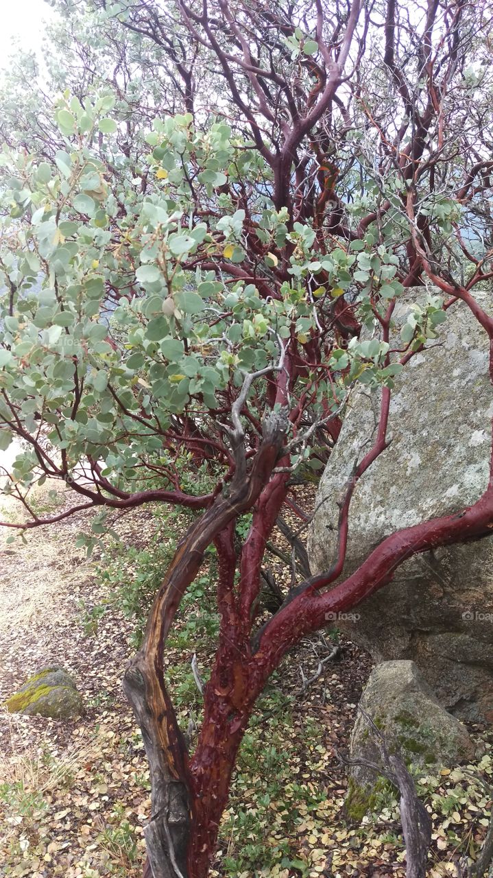 manzanita tree against granite rock covered in lichen