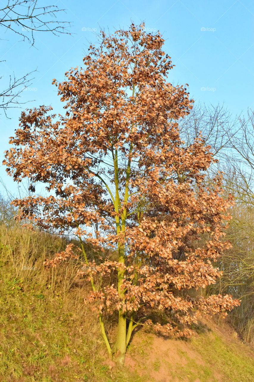 Herbst Ferien autumn Spätsommer Laub laubbaum tree wood Blätter bunte Blätter