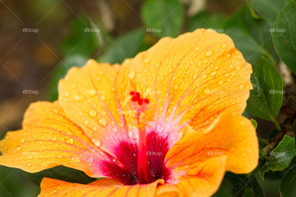 Yellow Hibiscus Flower