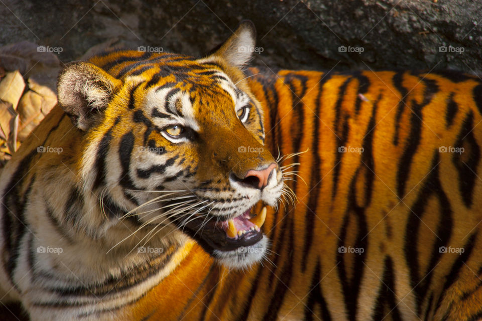 THE BENGL TIGER IN PATTAYA THAILAND