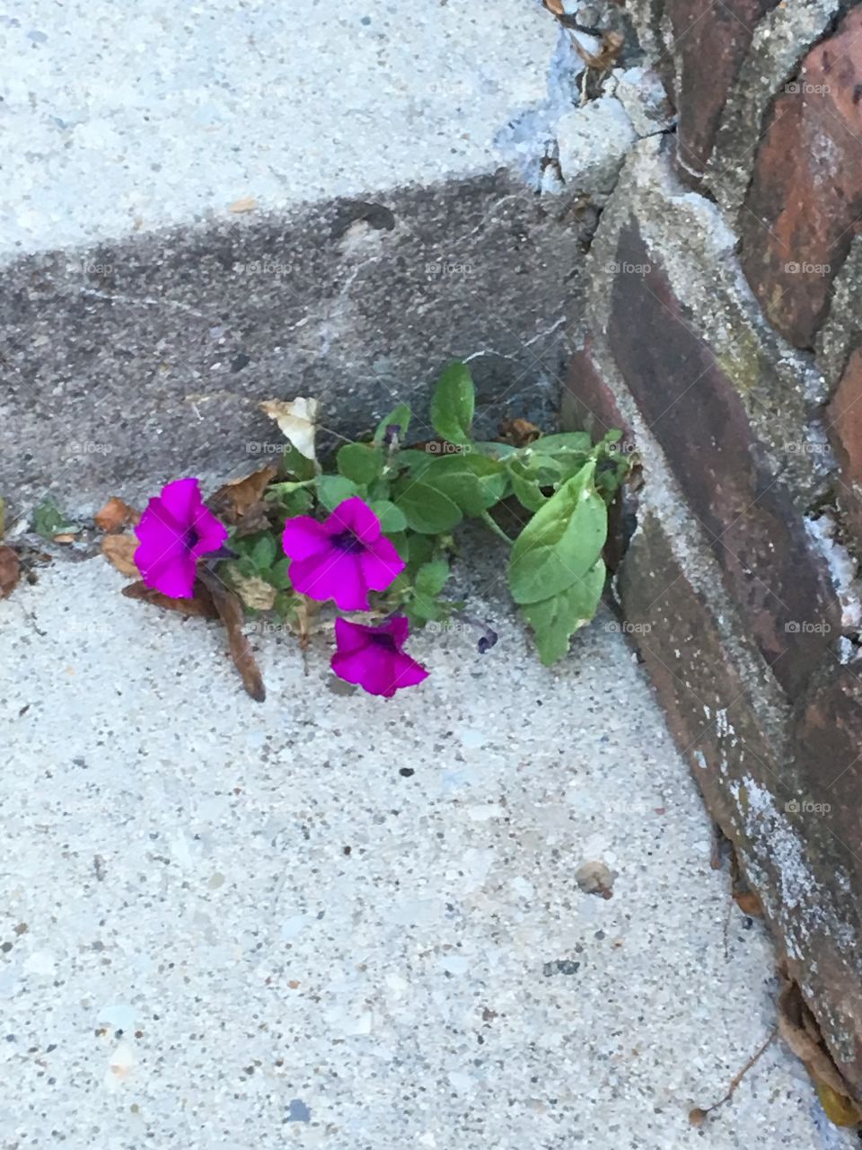 Urban flower