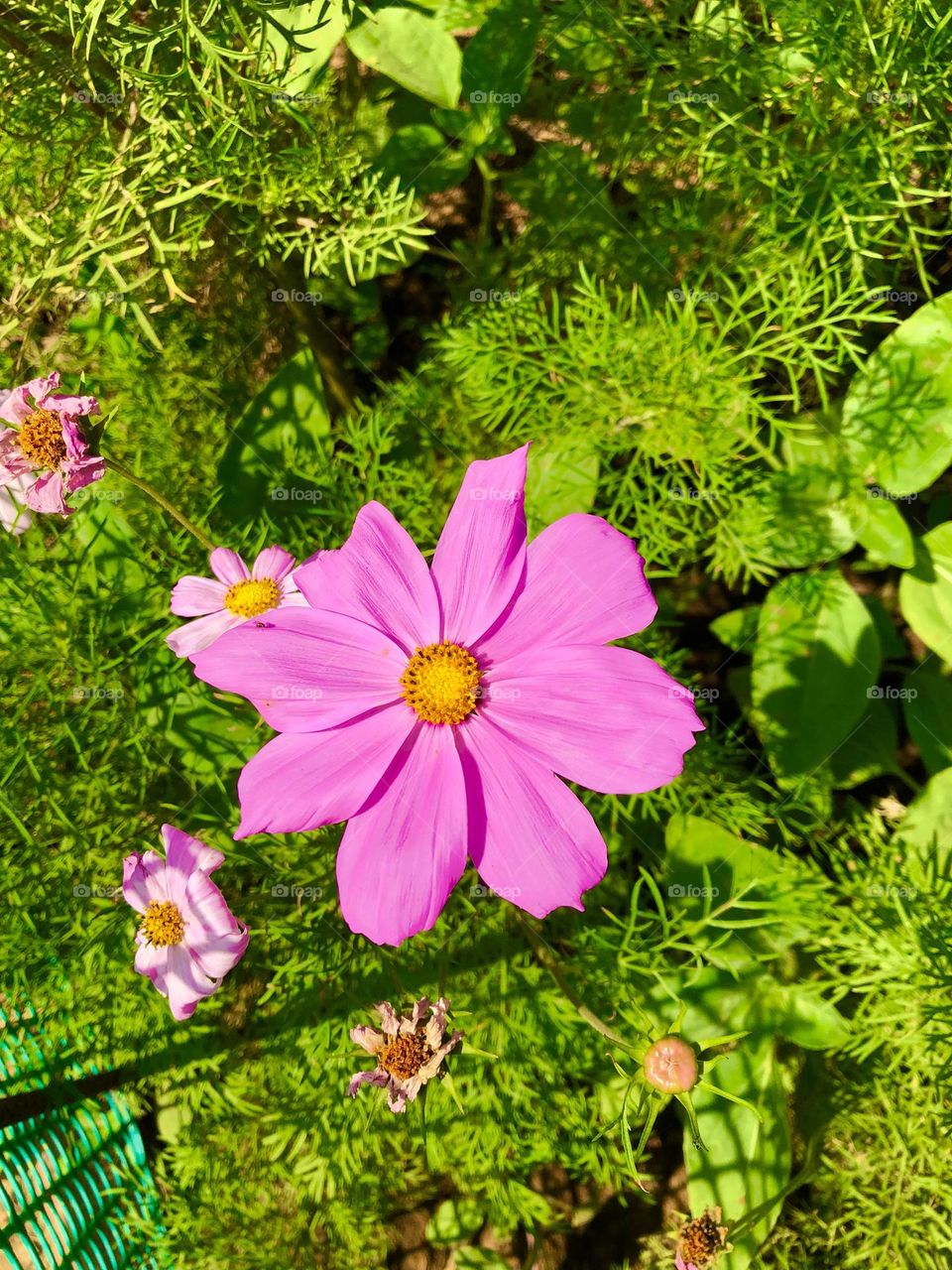 Sell your first photo on Foap