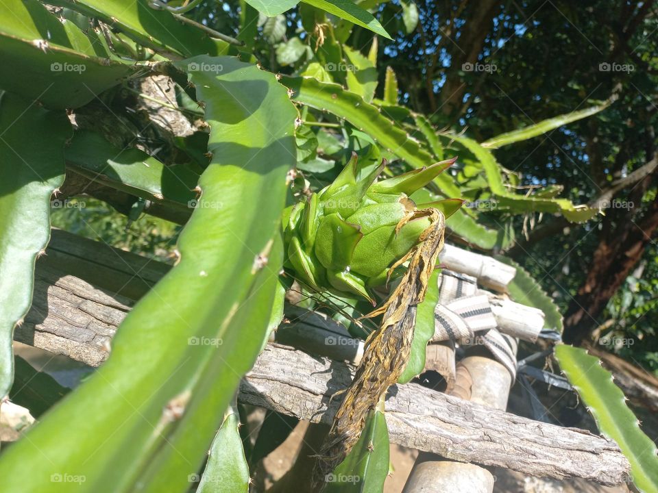 Dragon fruit plants are the fruit of several types of cactus from the genera Hylocereus and Selenicereus.