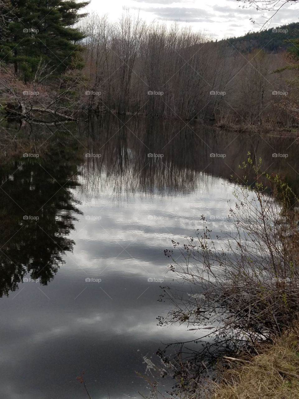 reflective stream with trees