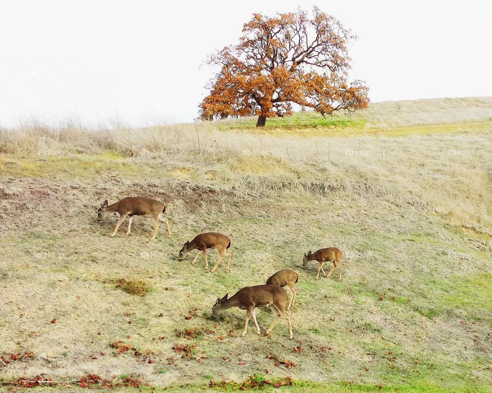 deer