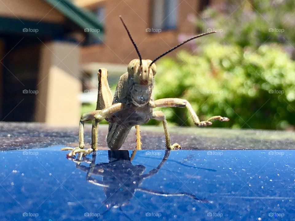 Giant grasshopper doing a two step dance atop roof of car, Australia closeup front shot particularly showing head face details 