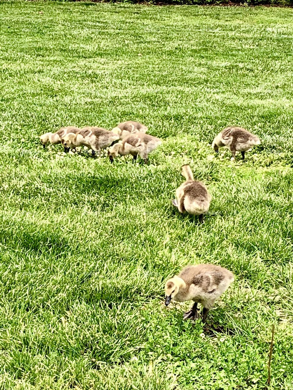Super cute new baby geese / hungry little birds 