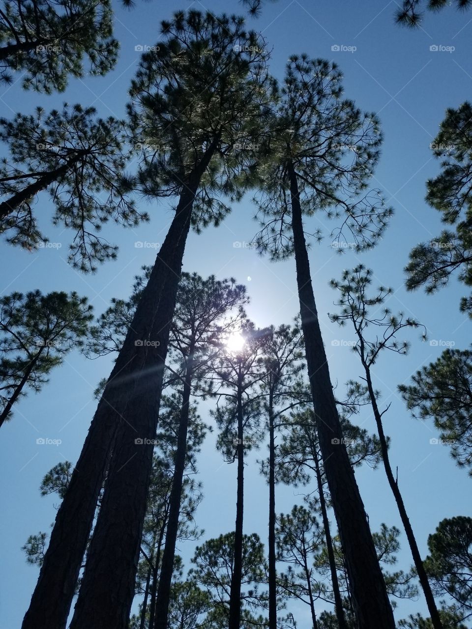 Florida PINE TREE'S