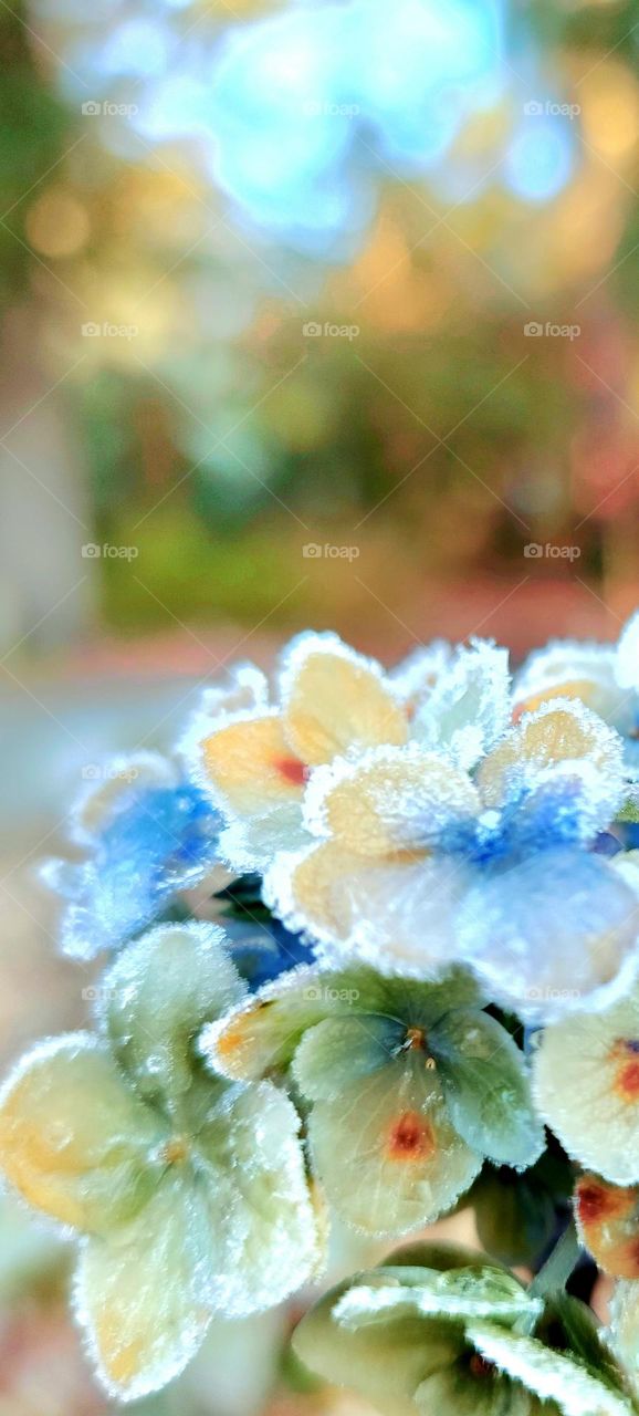 ice covered flowers
