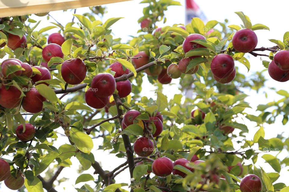 Apple tree with red apples