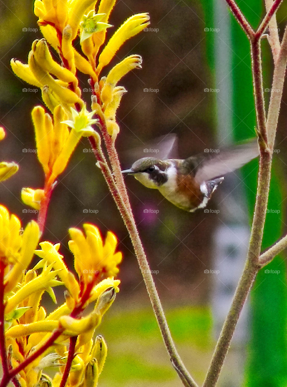 Hummingbird