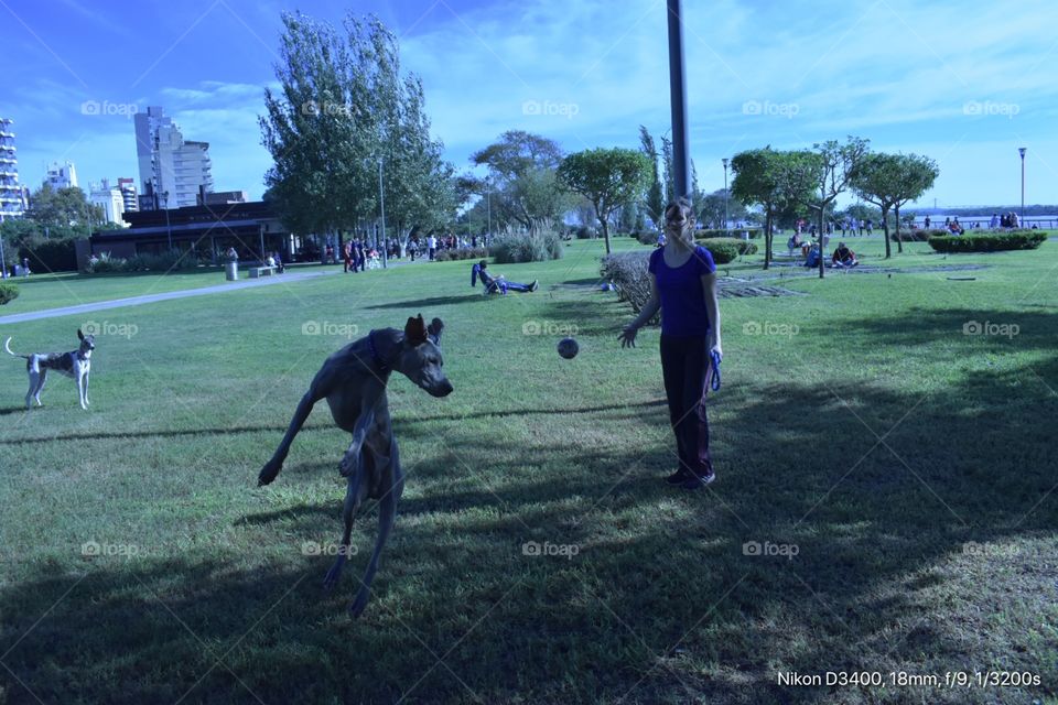 Perrito gigante que la pasó muy bien jugando con su pelotita 
