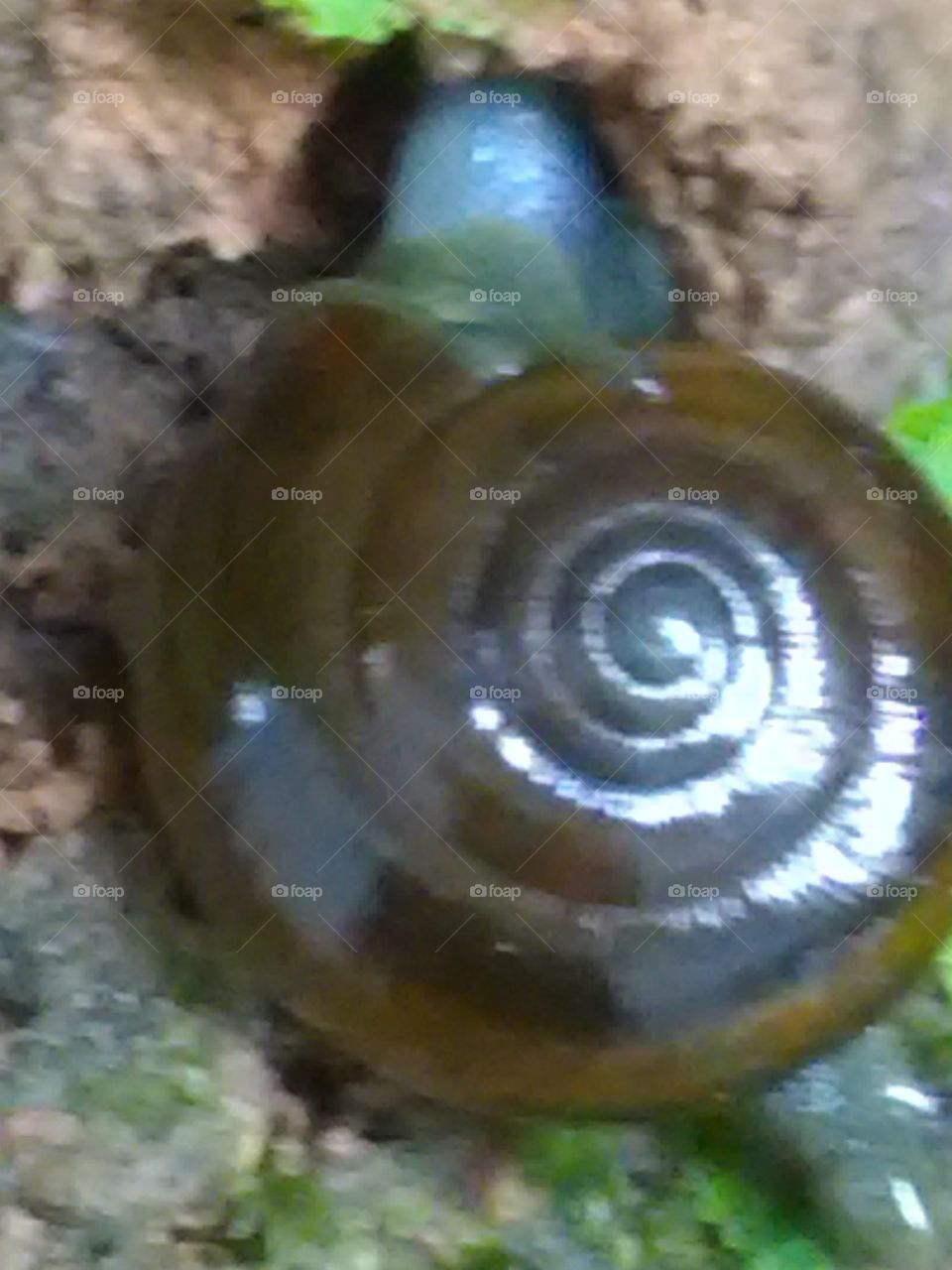 Because of the very beautiful, simple and peaceful nature of the creatures, this number of animals is increasing.snail.