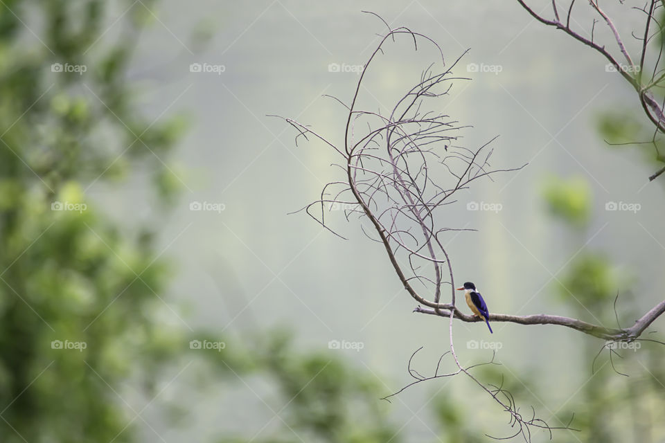 Colorful bird on a branch. Background blurry trees