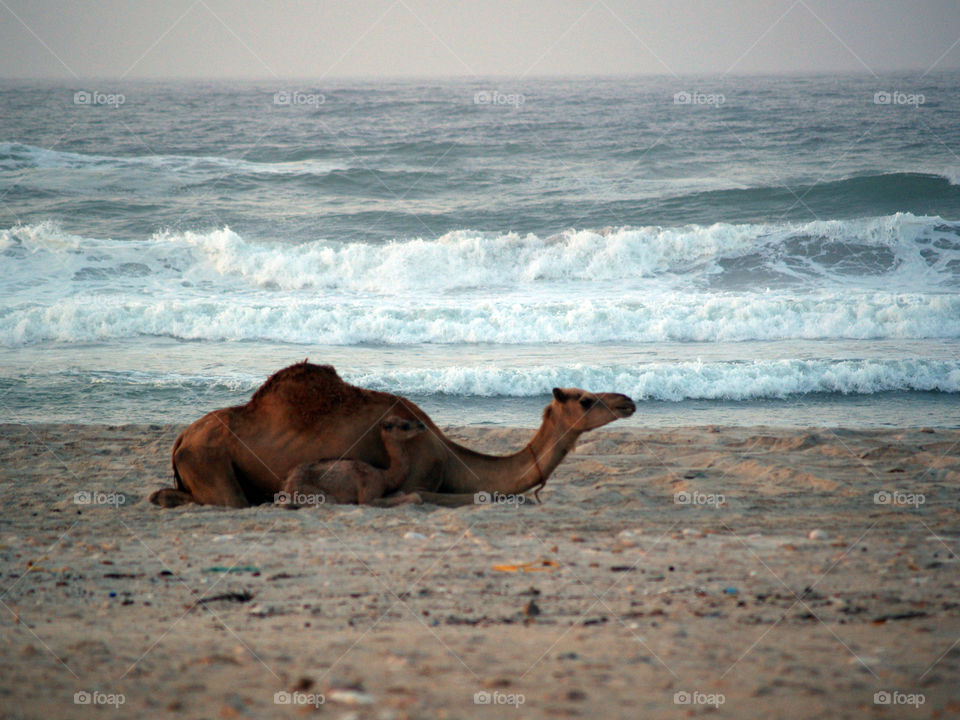 Camel on the shores of southern Oman