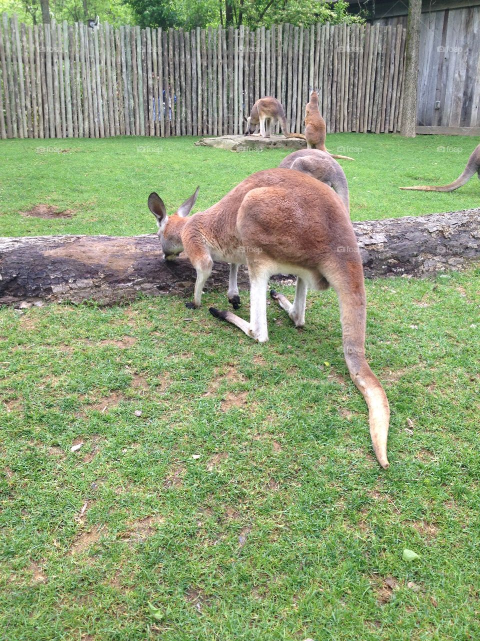 Curious Kangaroo