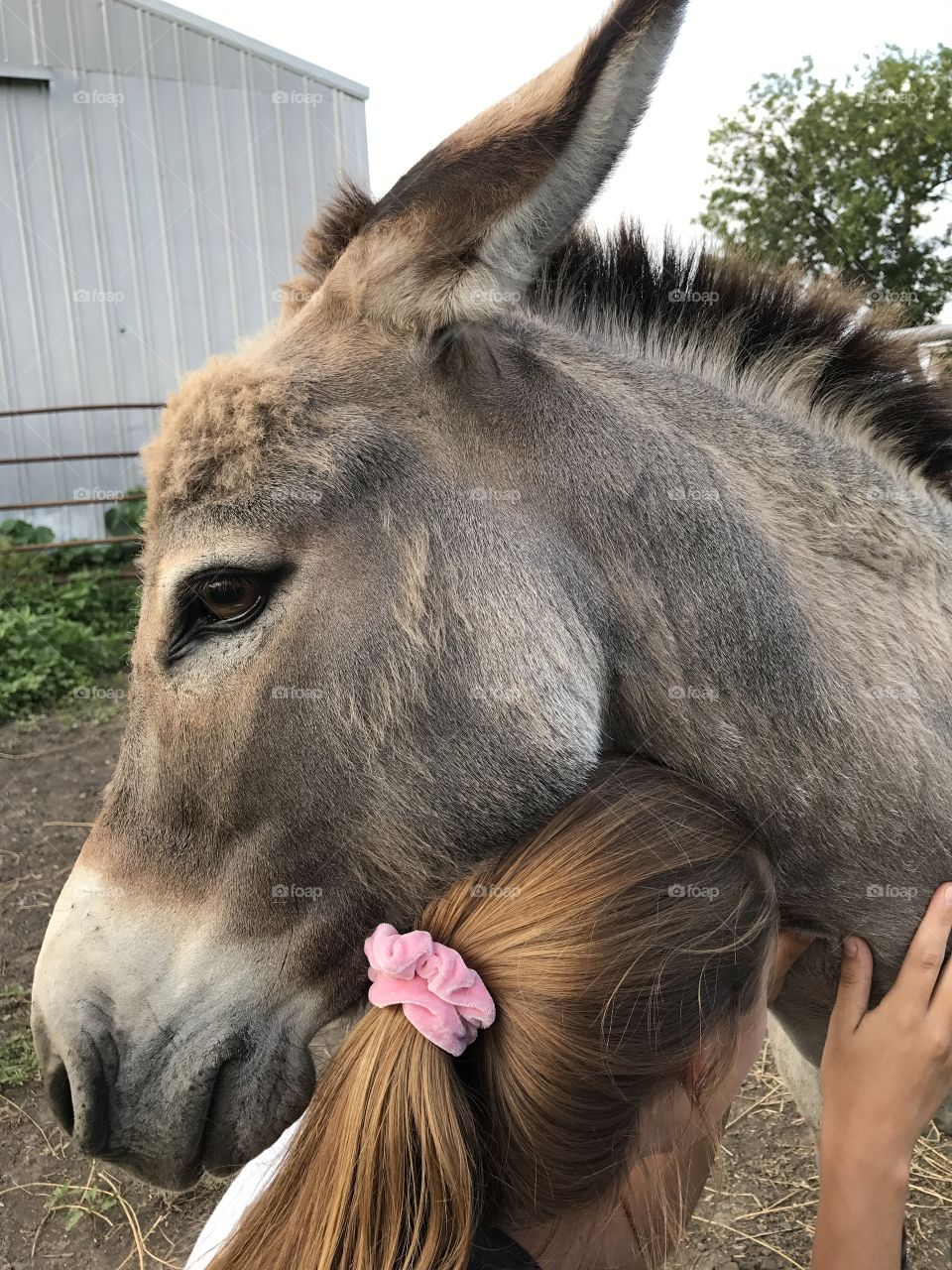 Donkey resting his head on girl