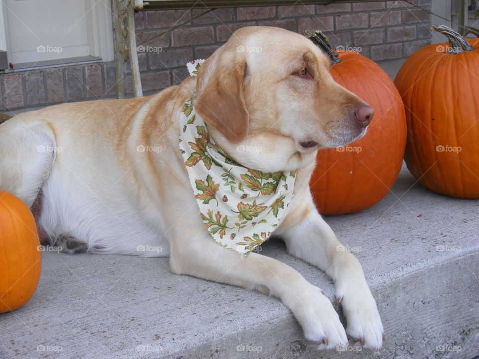 Yellow Labrador retriever with pumpkins 