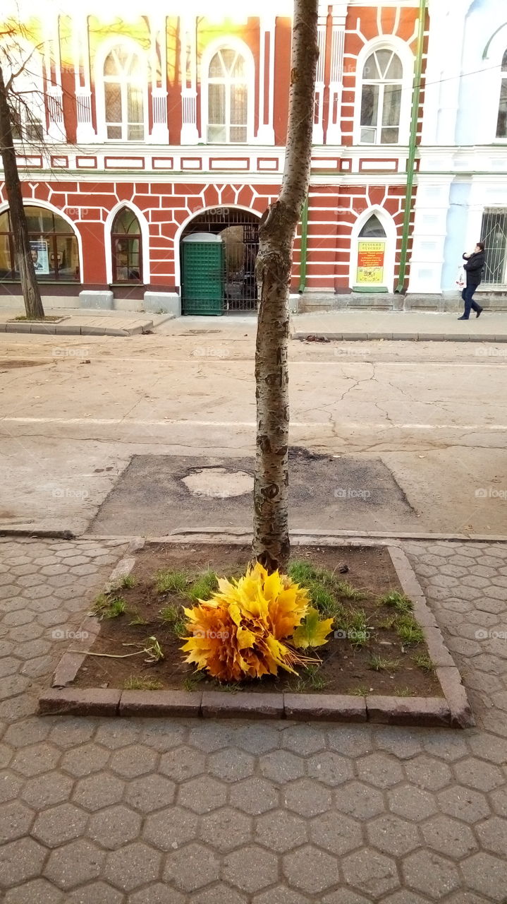 осенний.букет.листья.улица.город.