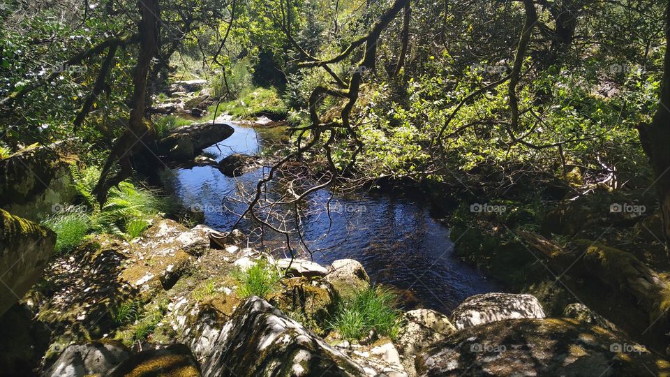 Broom passing through rocks and branches in the forest