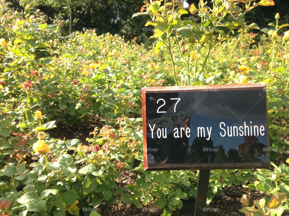 A name of the rose. Regent's par. Queen's rose garden