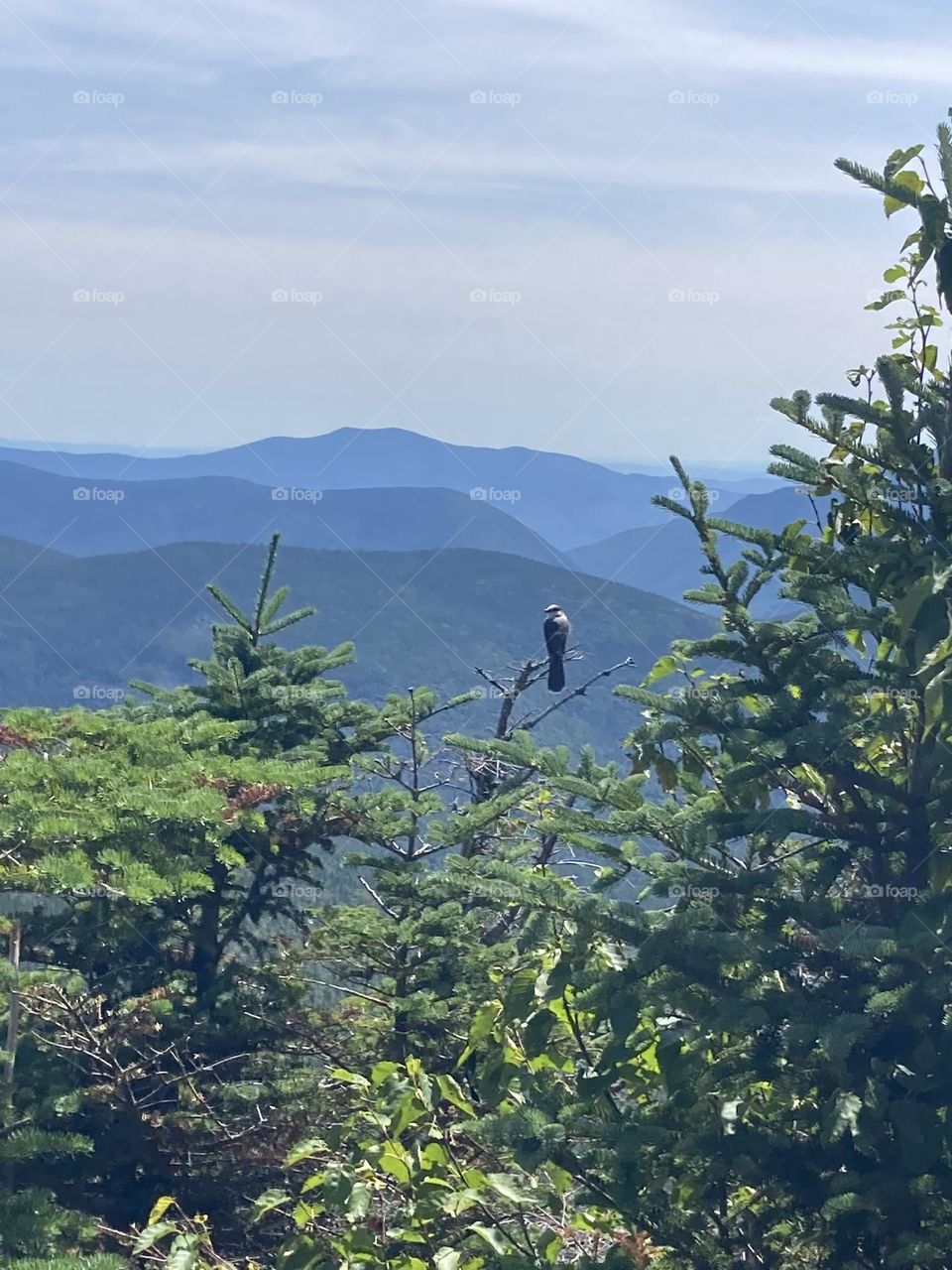 Pausing to enjoy the beautiful expansive view of the White Mountains, with some company! 