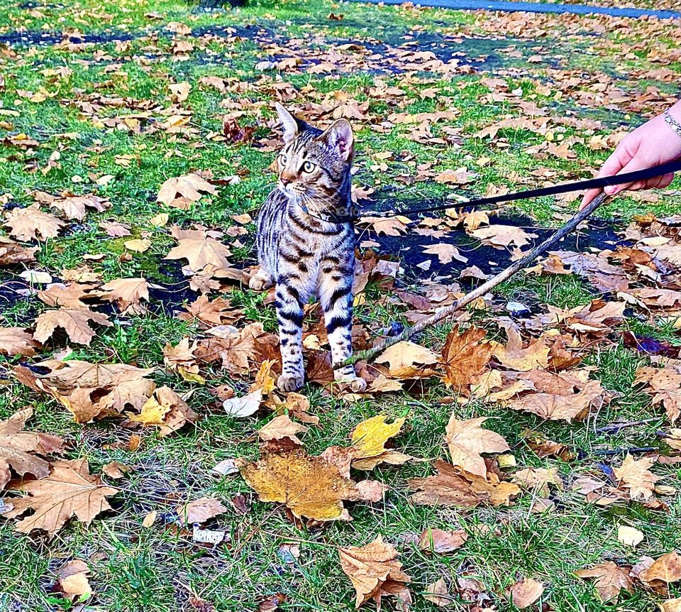 Beautiful pedigree cat on a leash😊