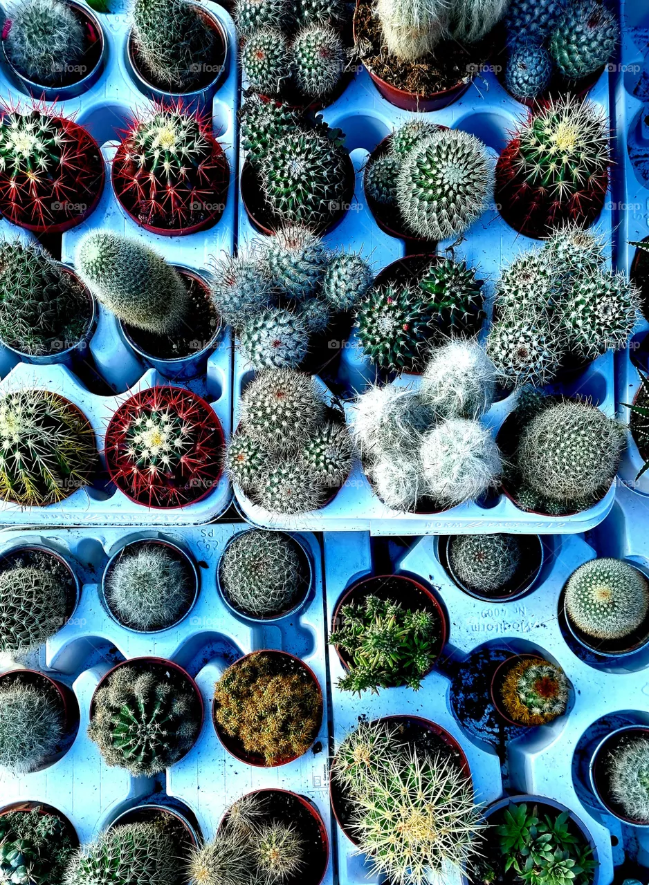 cactus