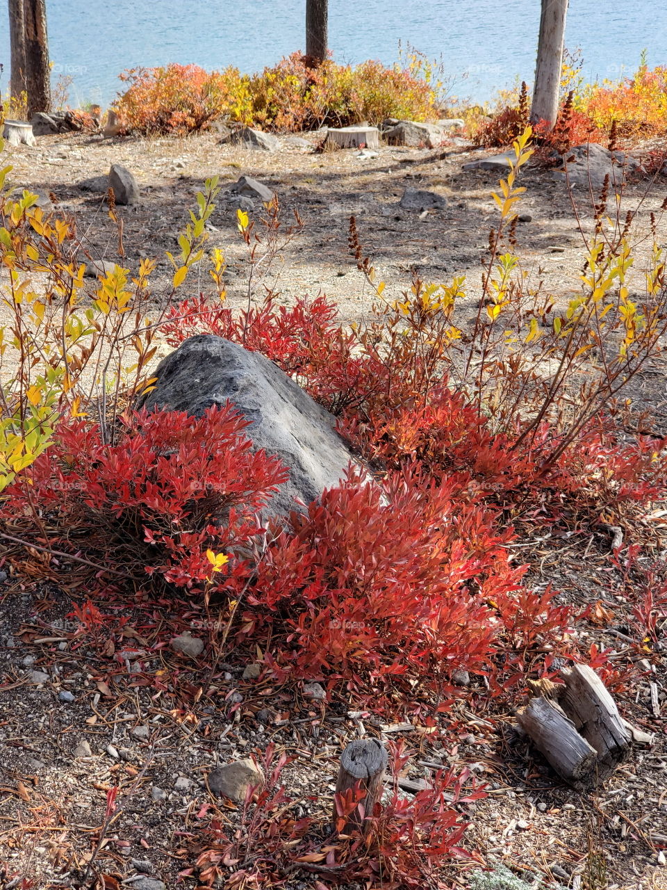 Brilliant fall colors of a landscape on the shores of Elk Lake in Oregon’s Cascade Mountains