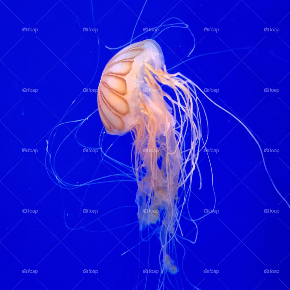 colorfull jellyfish