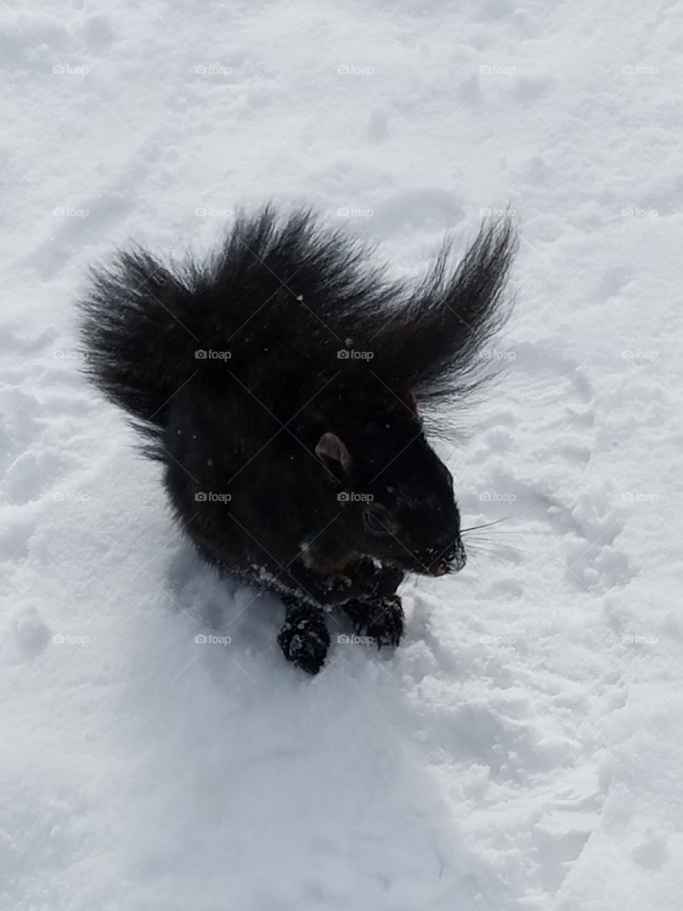 Black Squirrel