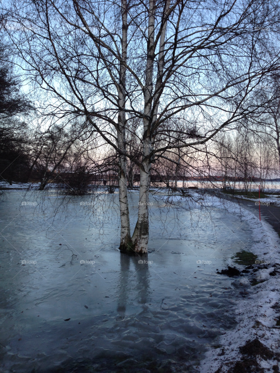 winter sweden stockholm trees by grhoda