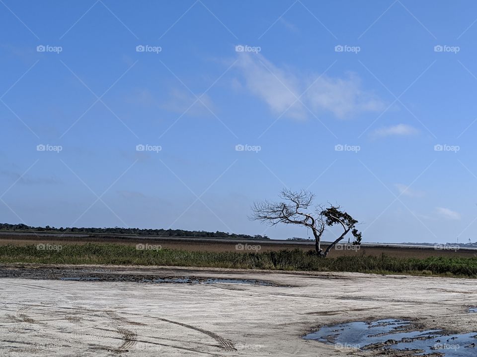 Lone Tree on the Beach