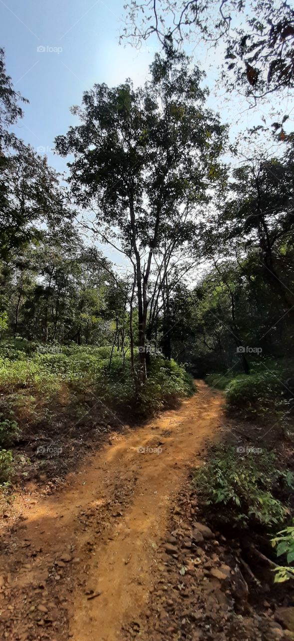 Jungle Route