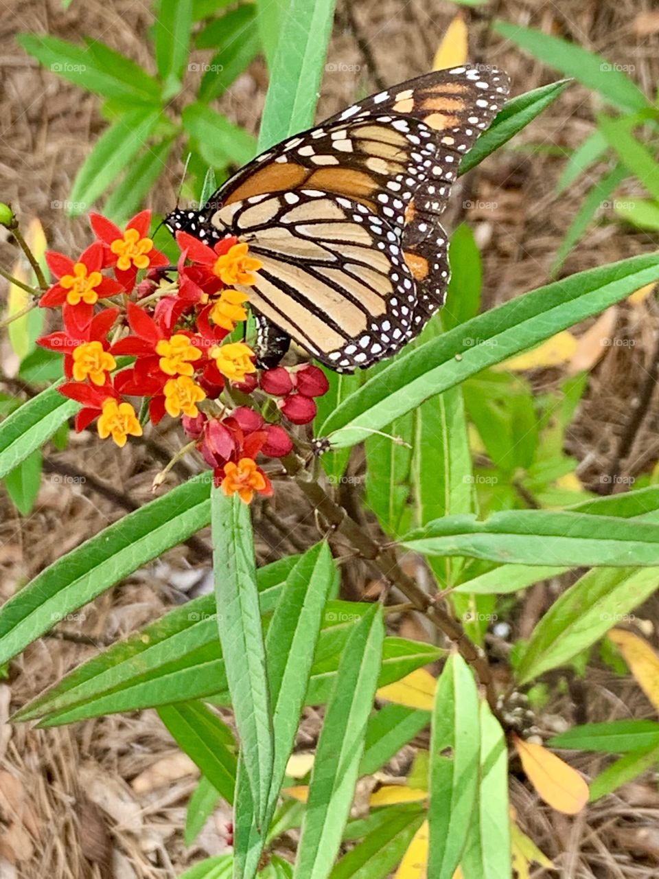 Monarch Butterfly on milkweed plant - Living in harmony - More than beautiful, Monarch butterflies contribute to the health of our planet. The monarchs only source of food for the monarch larvae is the milkweed