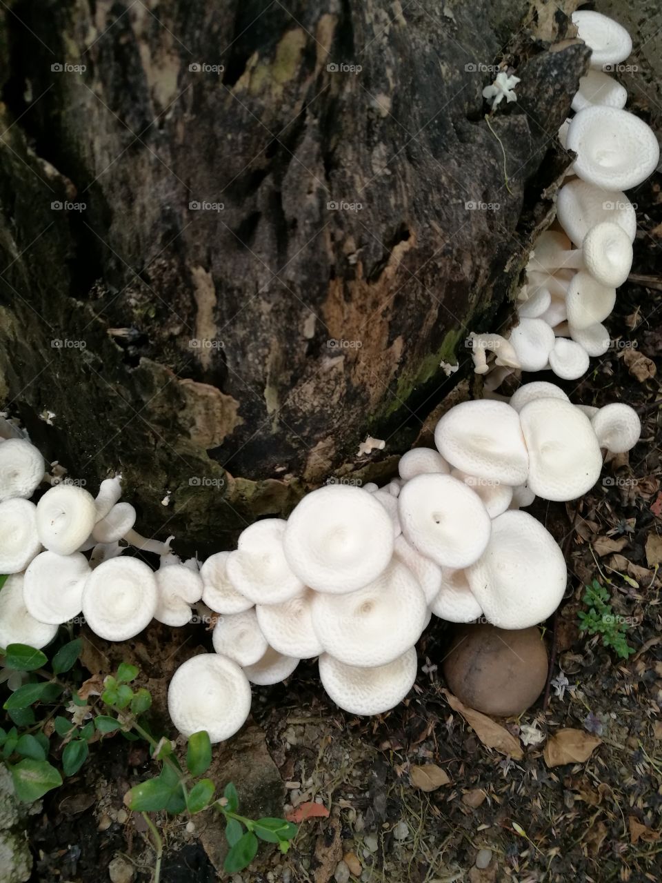 mushrooms growing on tree stump