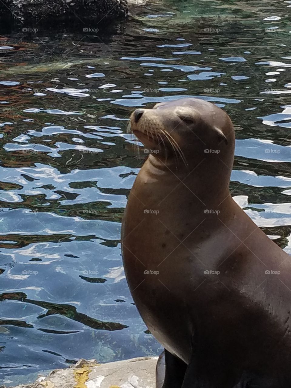 Sea Seal, No Person, Water, Ocean, Mammal