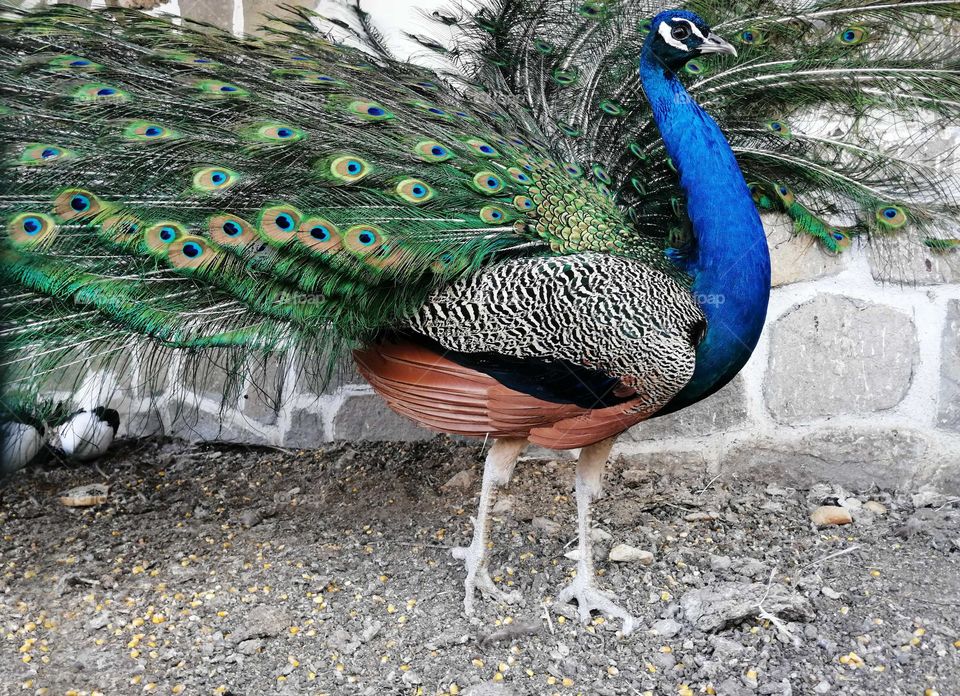 Mission Birds&Bees - Nature in Motion