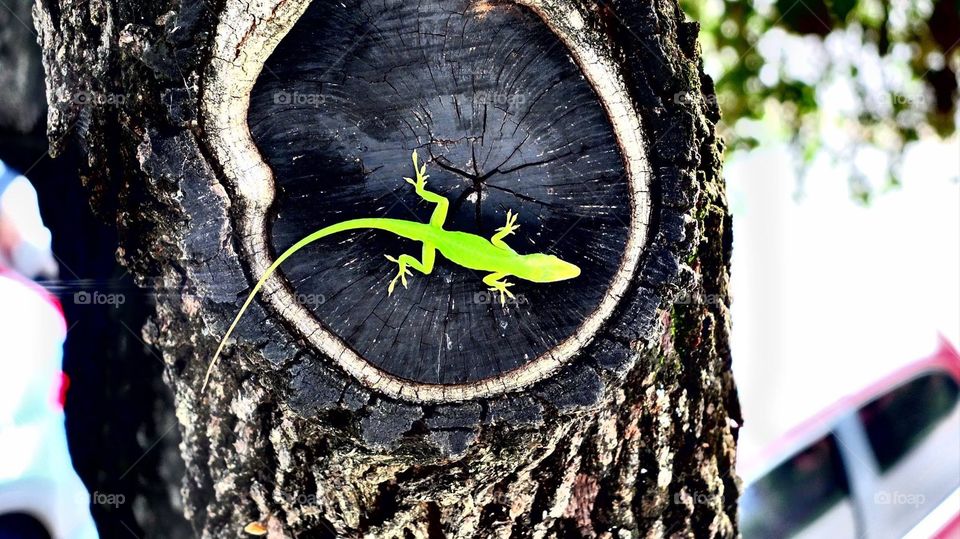 Green lizzard