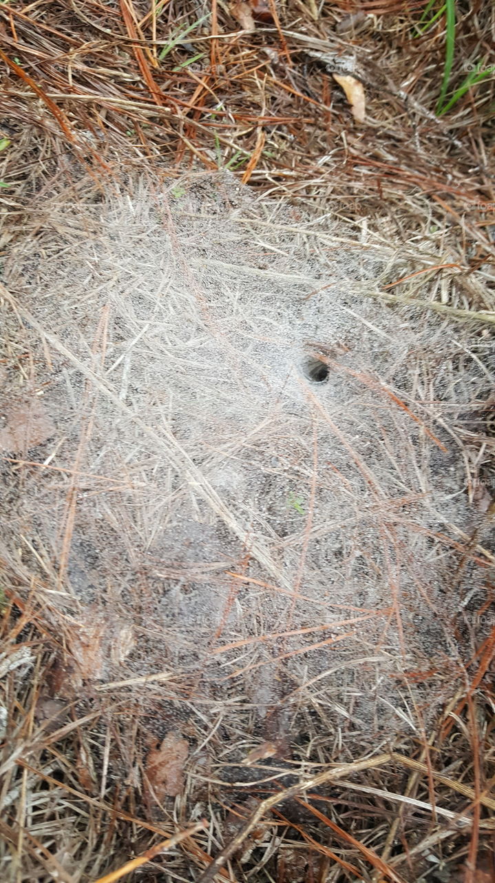 spider hole
