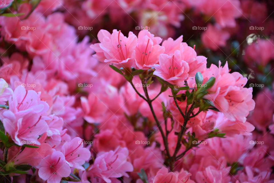 High angle view of pink flower