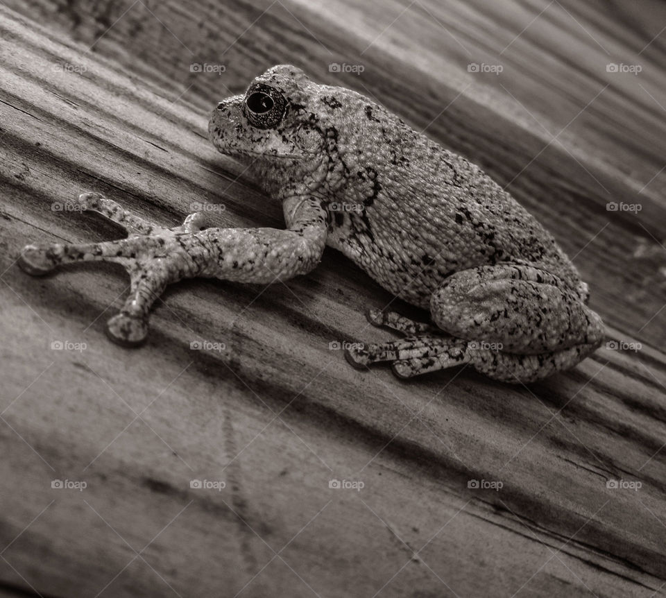 Black and White Frog. I found this frog while cleaning out the pool. Isn't it cute?